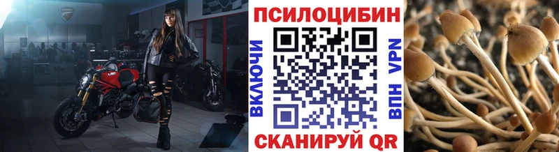 Галлюциногенные грибы Cubensis  как найти закладки  Губкин 