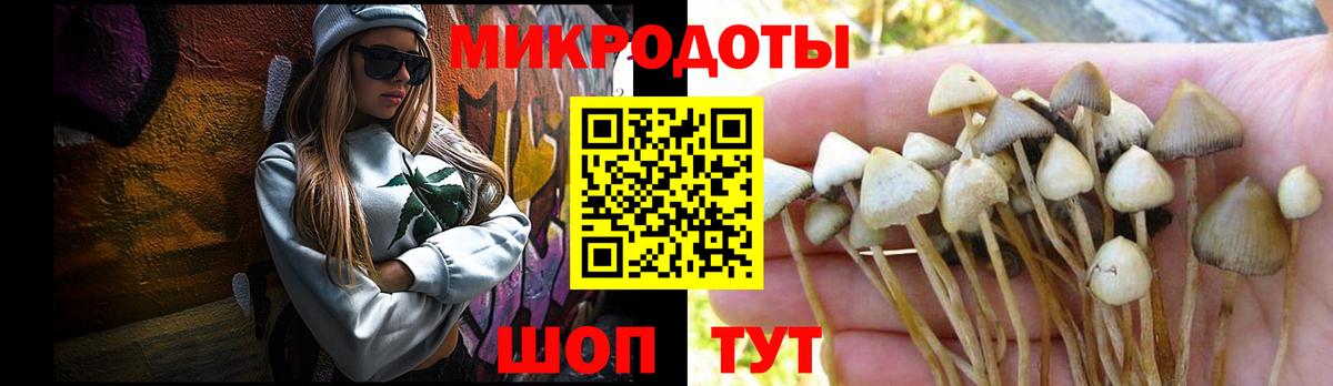 Губкин  Псилоцибиновые грибы Psilocybine cubensis  Вход с VPN 